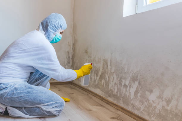 Licensed Basement Mold Remediation service in Tyrone, GA - 24 Hour Mold Removal