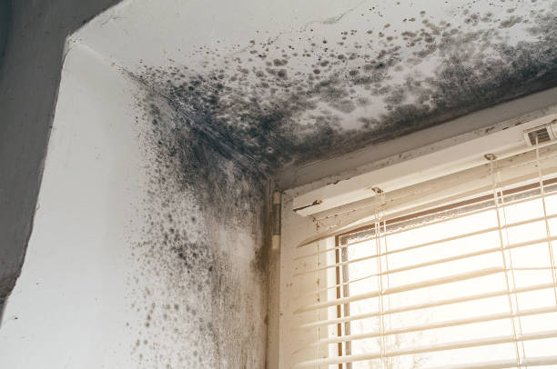 Affordable Basement Mold Remediation solutions in Tyrone, GA