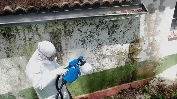 Top rated local Basement Mold Remediation specialists in Tyrone, GA